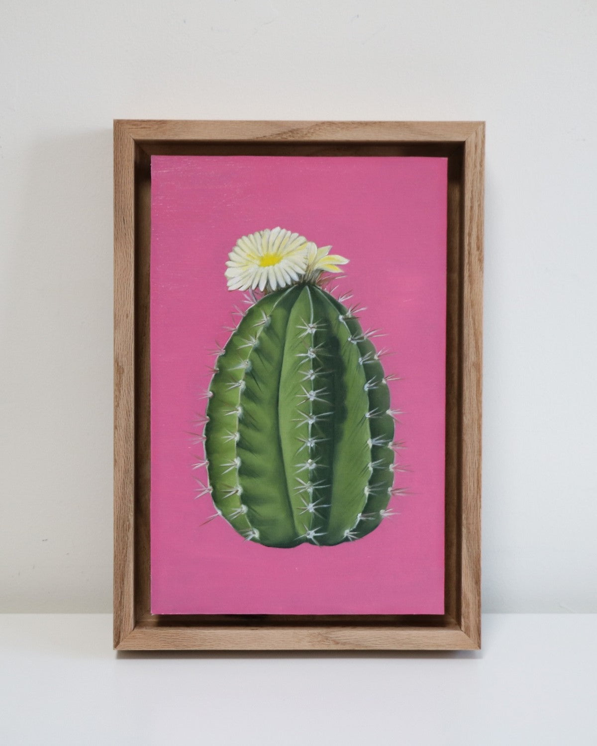 סוקולנט_08